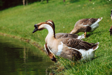 African Chinese geese standing in the park 