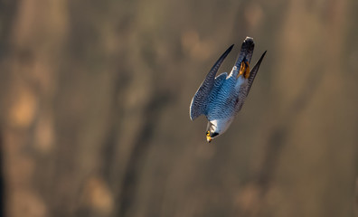 Peregrine Falcon 