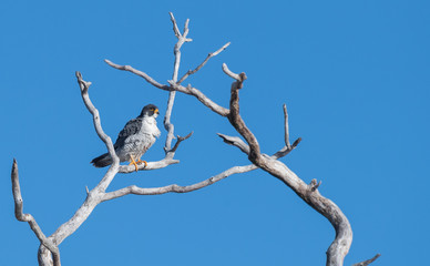 Peregrine Falcon 