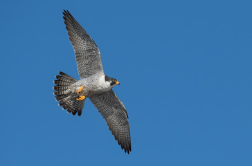 Obraz premium Peregrine Falcon 