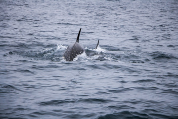 Orcas swimming at sea of Okhotsk near Japan Shiretoko, Rausu village