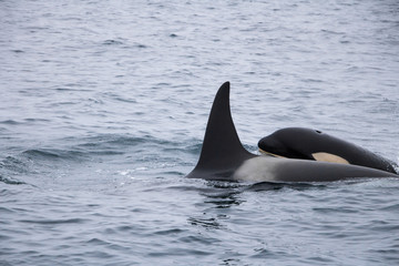 Two orcas observed at sea of Okhotsk near Japan Shiretoko, Rausu village