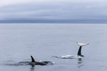 Fototapeta premium Orcas playing at sea of Okhotsk near Japan Shiretoko, Rausu village, horizon view