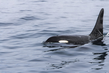 Fototapeta premium Isolated orca swimming at sea of Okhotsk near Japan Shiretoko, Rausu village