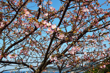 四浦半島の河津桜