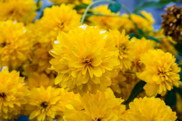 Yellow flower