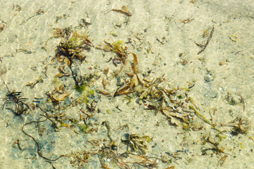 Seaweed on the beach shore with crystal water