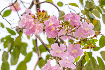 Pink Tabebuia rosea flower