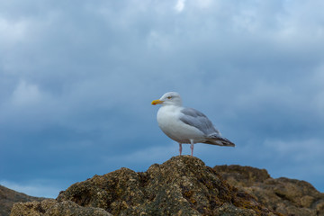 Seagull profile close up with dark clouds on a storm day