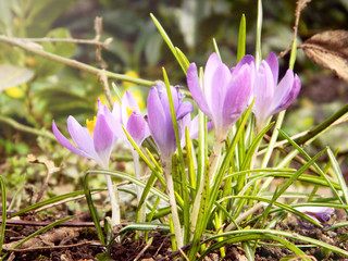 Colorful crocus in march