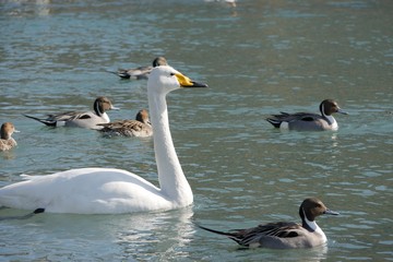 旅立つ前の白鳥