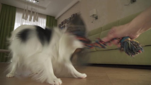 Dog Papillon takes the rope plays with the host in living room stock footage video