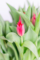 Close-up for red tulip flower.