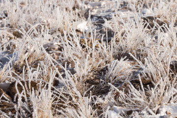 grass in the frost, morning frost