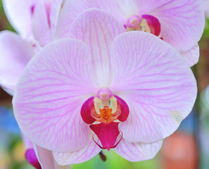 Fototapeta na wymiar Exotic Pink Orchid Flower