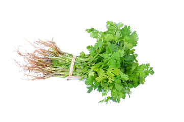Fototapeta premium Coriandrum sativum leaves isolated on white background