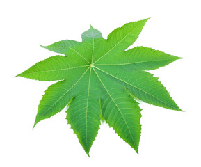 Fototapeta premium Castor leaf on white background