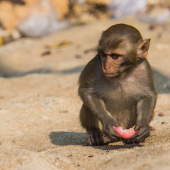 baby monkey eating a water apple in Vietnam on Monkey mountain