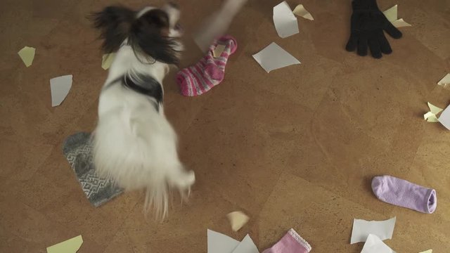 Dog Papillon arranged pogrom in the house scattered things and tore the paper stock footage video
