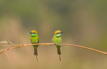 Green Bee-Eater (Merops Orientalis)