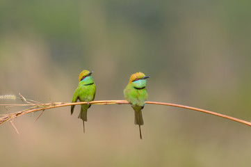 Green Bee-Eater (Merops Orientalis)