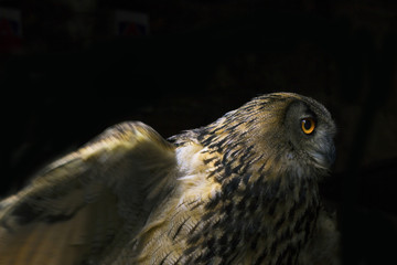 Close -up of a Barn Owl in profile