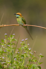 Green Bee-Eater (Merops Orientalis)