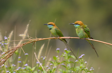 Green Bee-Eater (Merops Orientalis)
