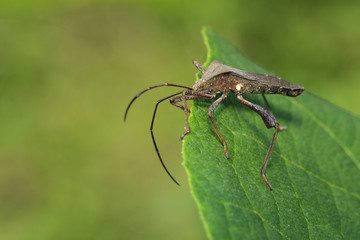 Image of Leaf-footed Bug(Coreidae) on the green leaf. Insect. Animal.
