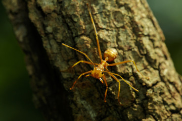 Image of red ant(Oecophylla smaragdina) on tree. Insect. Animal