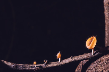 Champagne mushroom on wood in the rain forest with black background