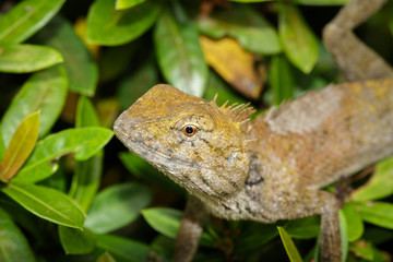 Image of chameleon on a green leaf. Reptile, Animal.