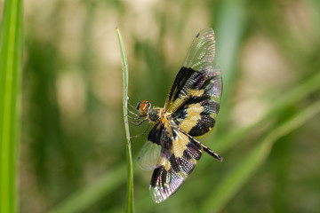 Image of a Variegated Flutterer Dragonfly (Rhyothemis variegata) on nature background. Insect Animal