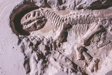 Skeleton of dinosaur. Tyrannosaurus Rex simulator fossil in ground stone. © ronnarong