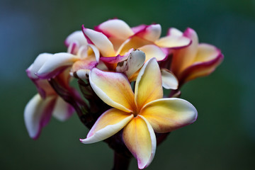 plumeria cream