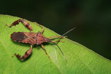 Image of Groundnut Bug, Acanthocoris sordidus (Coreidae) on green leaves. Insect Animal.