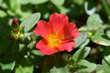 flower colorful closeup
