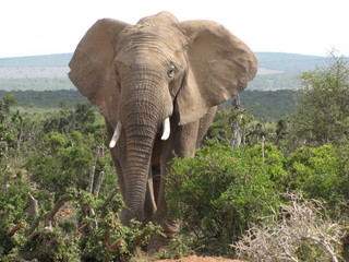 Elephant