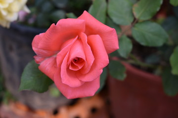 flower colorful closeup