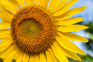 Fototapeta premium Sun Flower