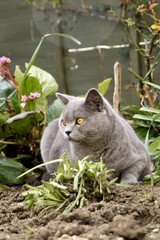 British Blue Cat in the garden