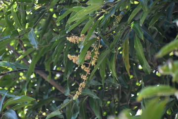 fruits plants tree