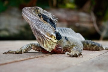 Australian Water Dragon (Physignathus lesueurii) , Australia, Oceania