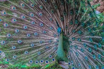 Fotobehang Peacock © pscollections