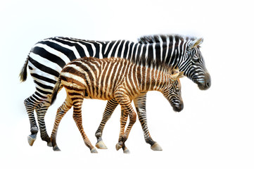 Fototapeta na wymiar Zebra,
