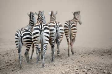 Zebra,