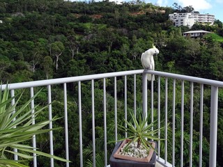 Yellow Crested Cockatoo posing on a balcony rail
