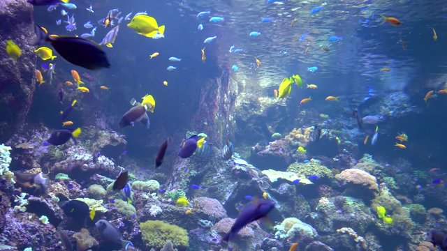 underwater world - sea, ocean, fish, coral