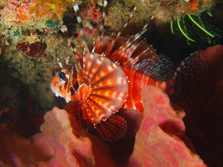 Scorpionfish
