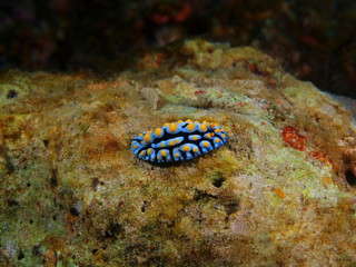 Obraz na płótnie Canvas True sea slug